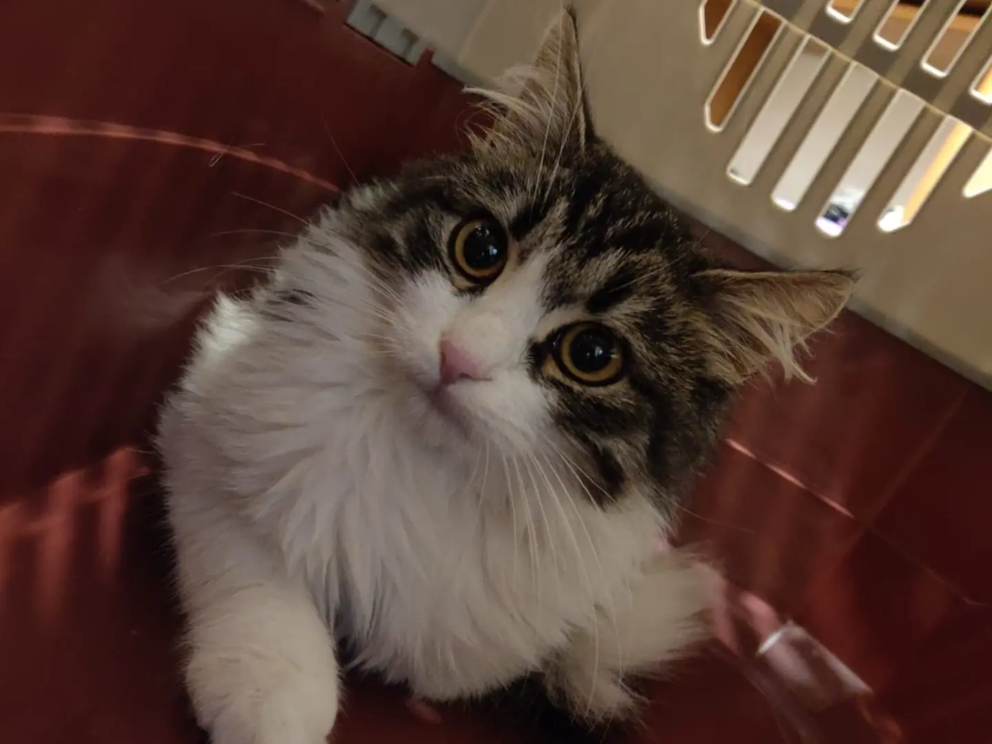 Adotta il gatto TOBBY a Crotone