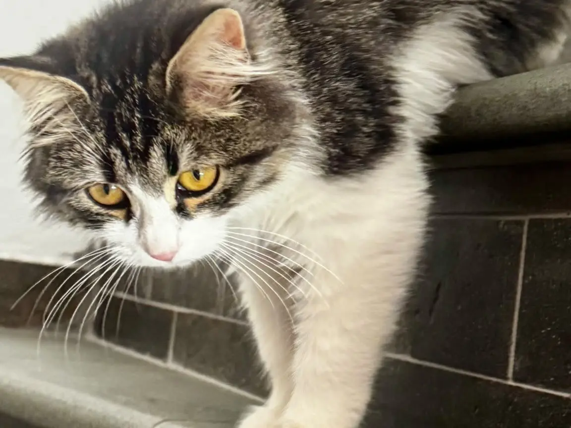 Adotta un gatto, maschio, 3 mesi, Crotone