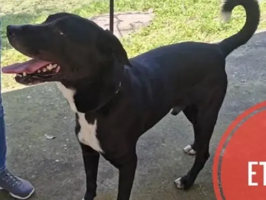 Adotta un cane, maschio, 6 anni e 4 mesi, Verona