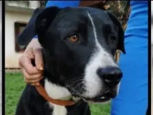 Adozione cane, maschio, Razza sconosciuta Razza sconosciuta, 6 anni e 4 mesi, taglia grande, Verona