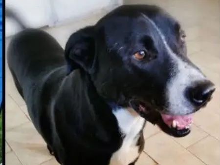 Adotta un cane, taglia grande, maschio, Verona
