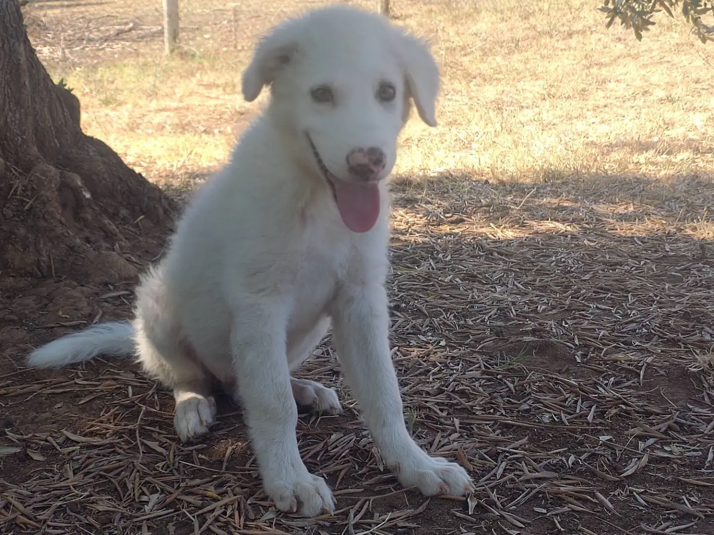 Adotta un cane, taglia grande, maschio, Viterbo