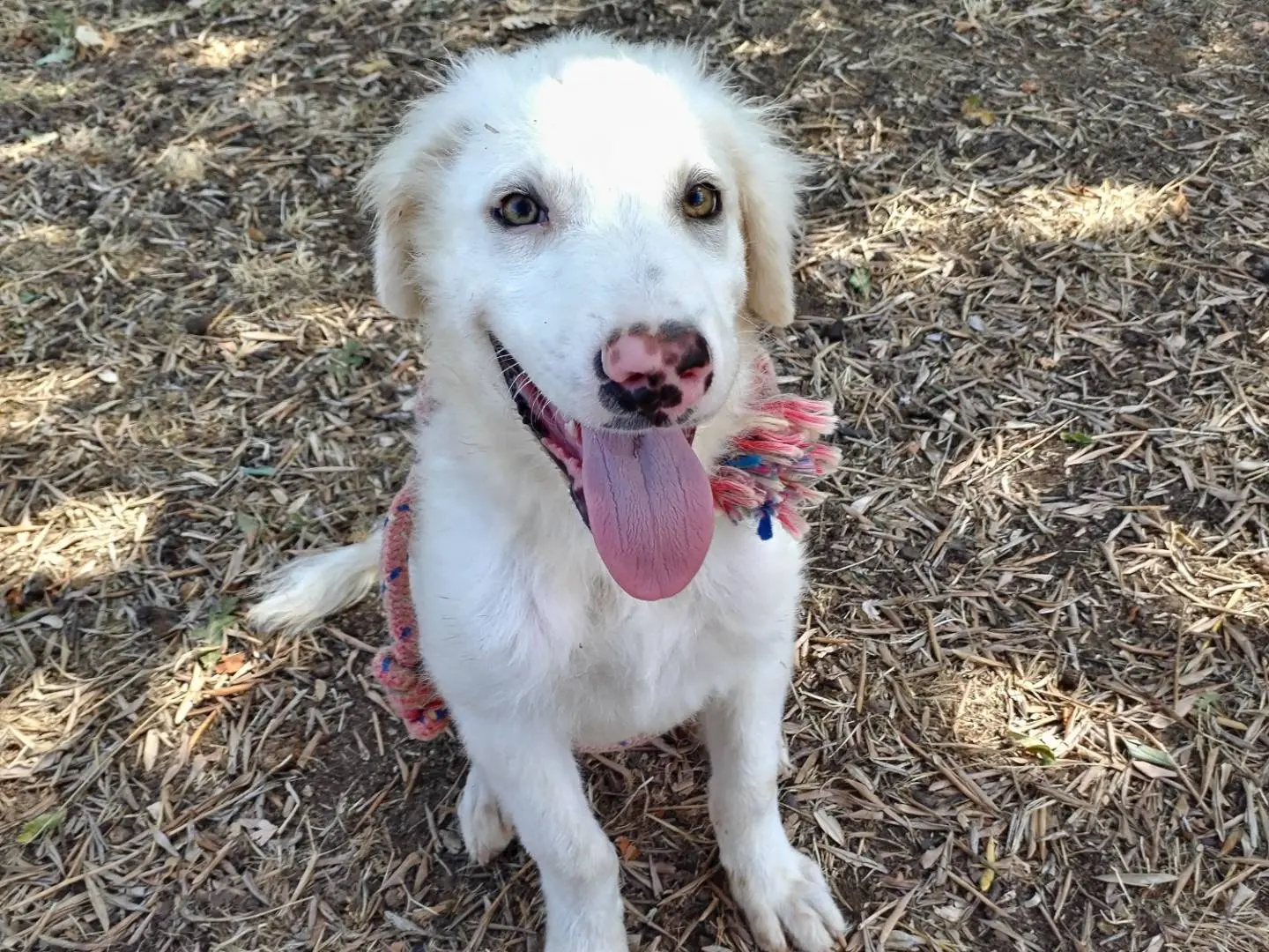 Adotta un cane, maschio, 2 anni e 4 mesi, Viterbo