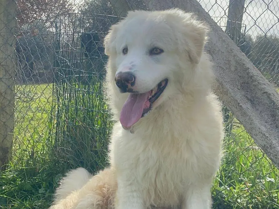 Adozione cane, maschio, Razza sconosciuta Razza sconosciuta, 2 anni e 4 mesi, taglia grande, Viterbo