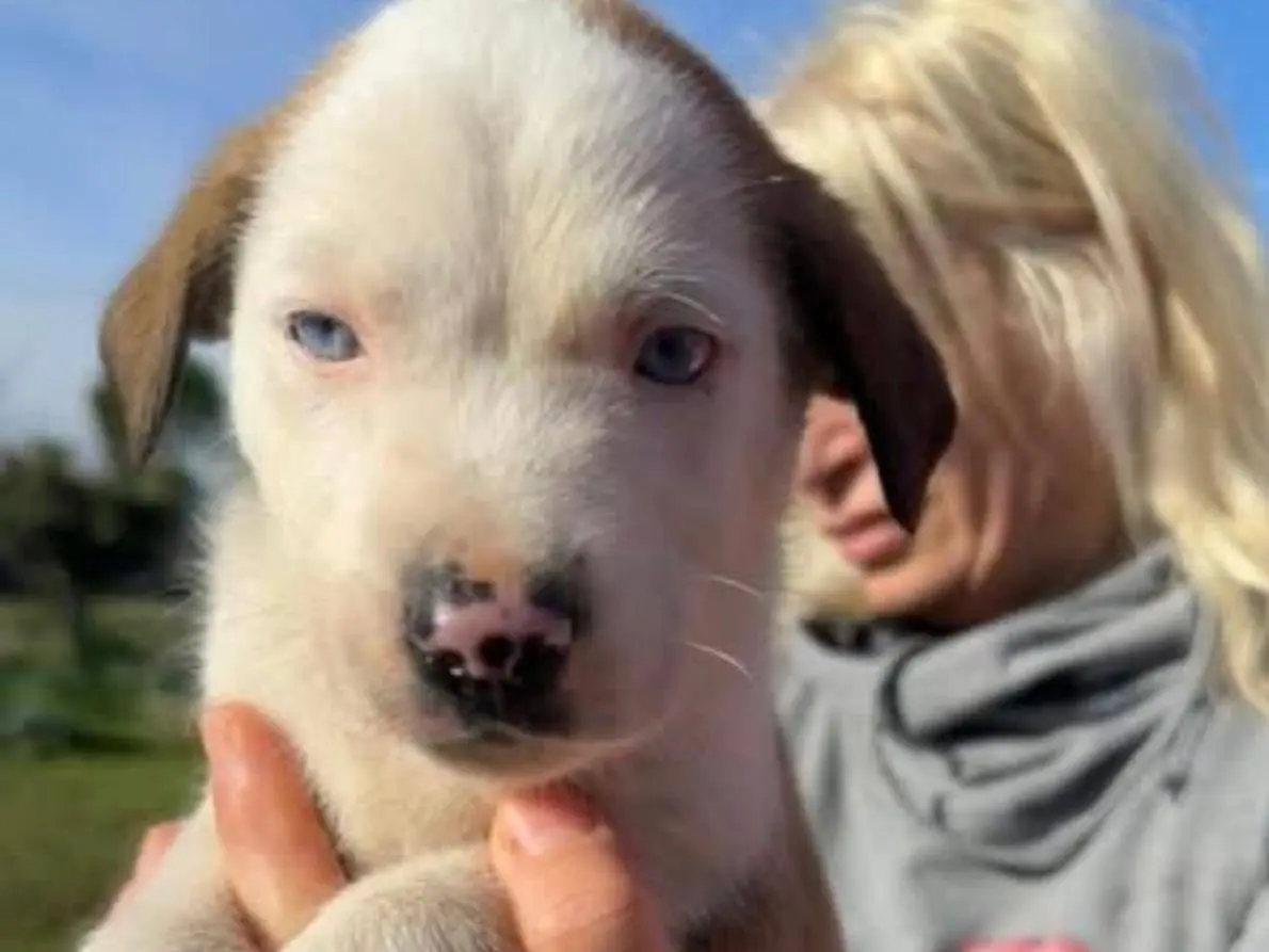Adozione cane, maschio, Pastore australiano Razza sconosciuta, 9 mesi, taglia media, Pescara