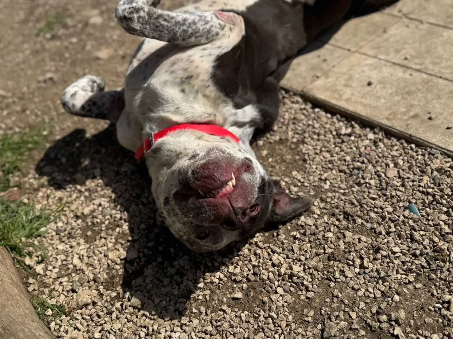 Vuoi adottare un cane a Bari?