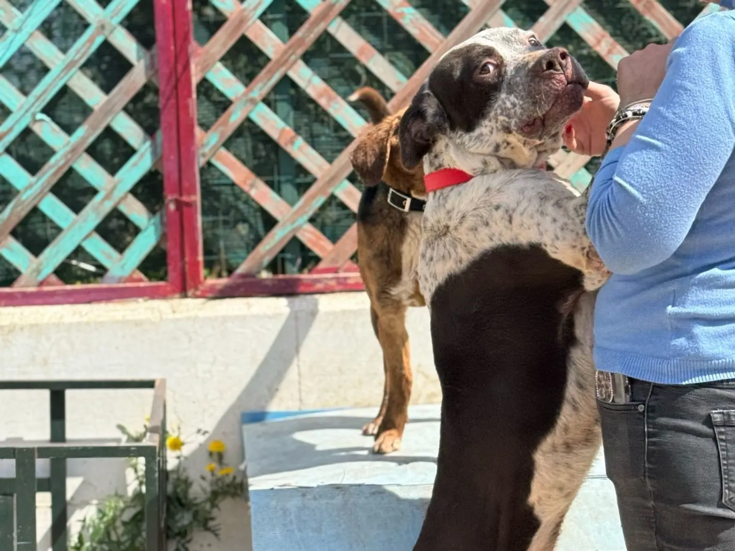 Adotta un cane, maschio, 6 anni e 4 mesi, Bari