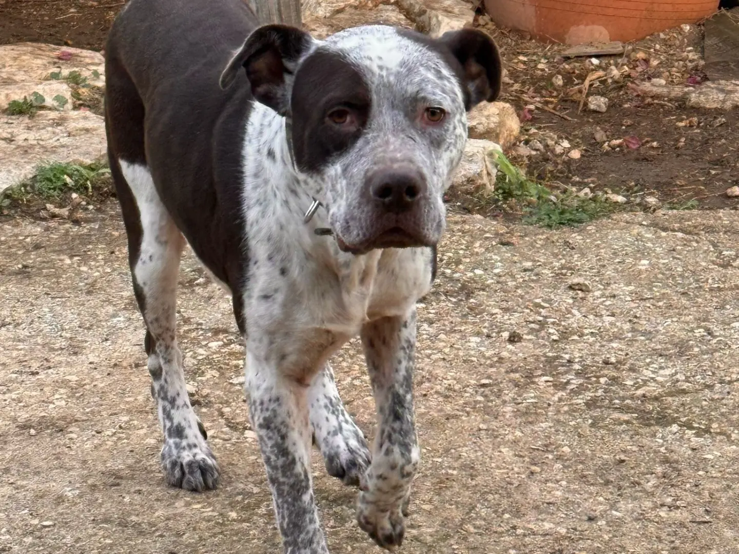 Adozione cane, maschio, Razza sconosciuta Razza sconosciuta, 6 anni e 4 mesi, taglia grande, Bari
