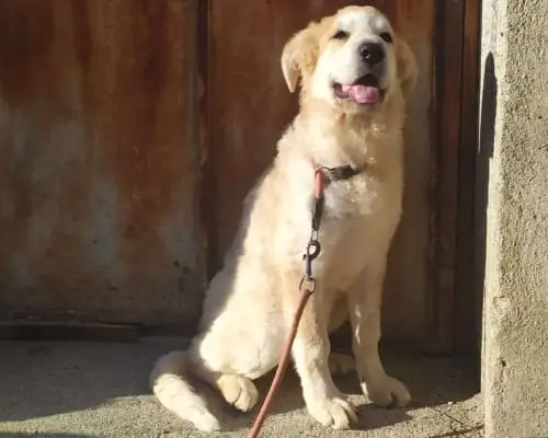 Adotta il cane ORSETTA a Reggio