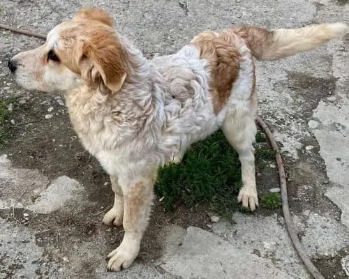 Adotta un cane, femmina, 4 anni e 4 mesi, Reggio