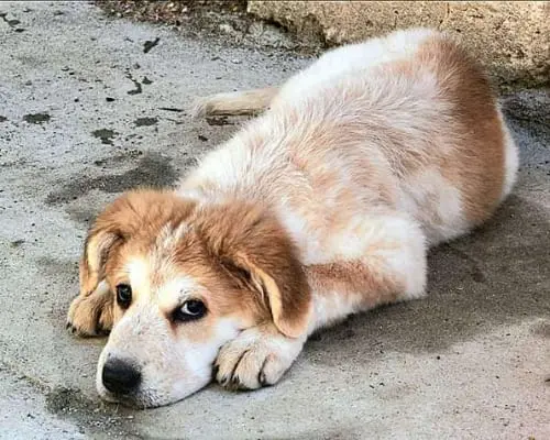 Adozione cane, femmina, meticcio, 4 anni e 4 mesi, taglia media, Reggio