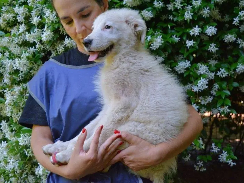 Adotta un cane, maschio, 7 mesi, Roma