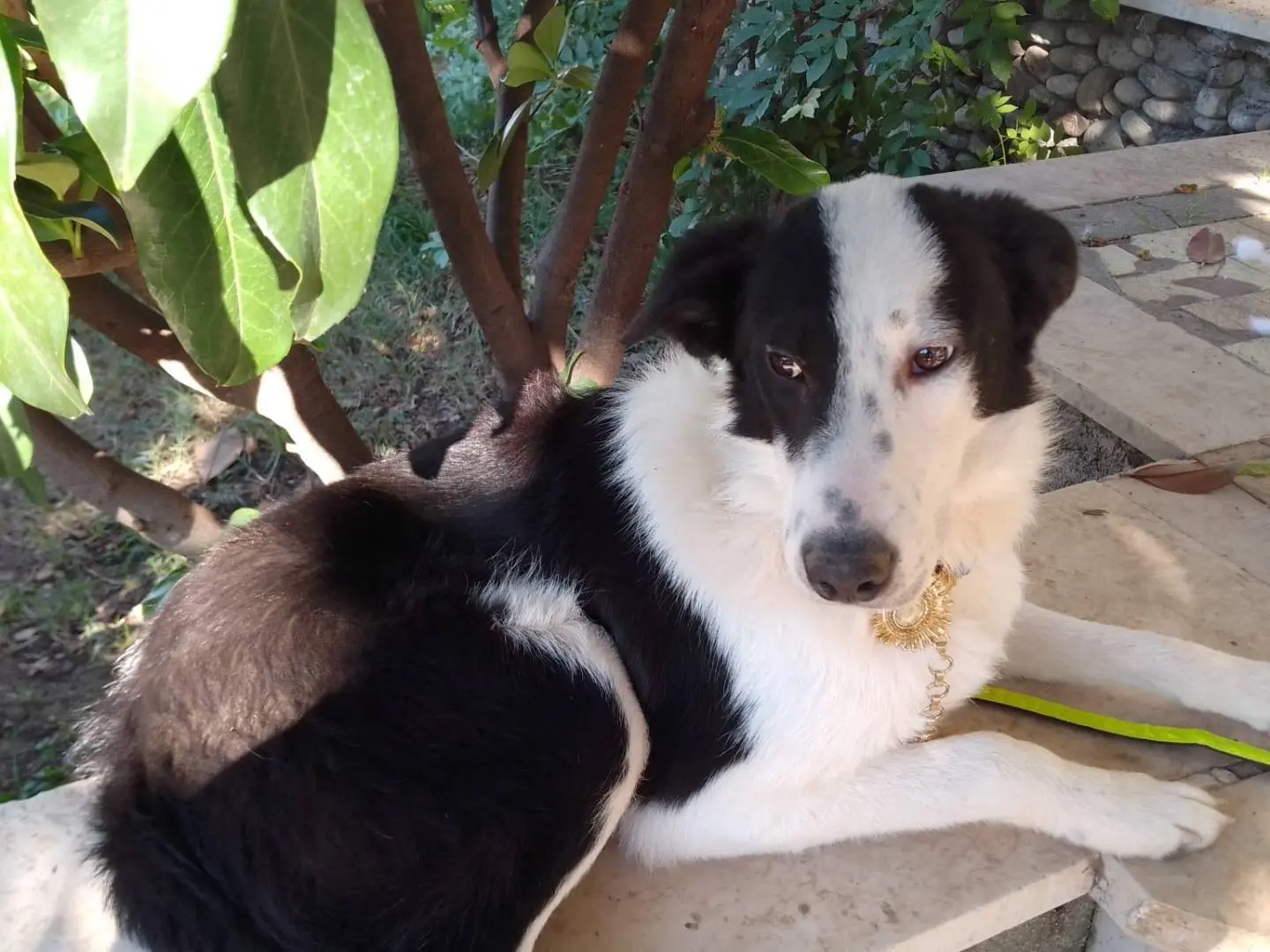 Adotta un cane, maschio, 2 anni e 7 mesi, Avellino