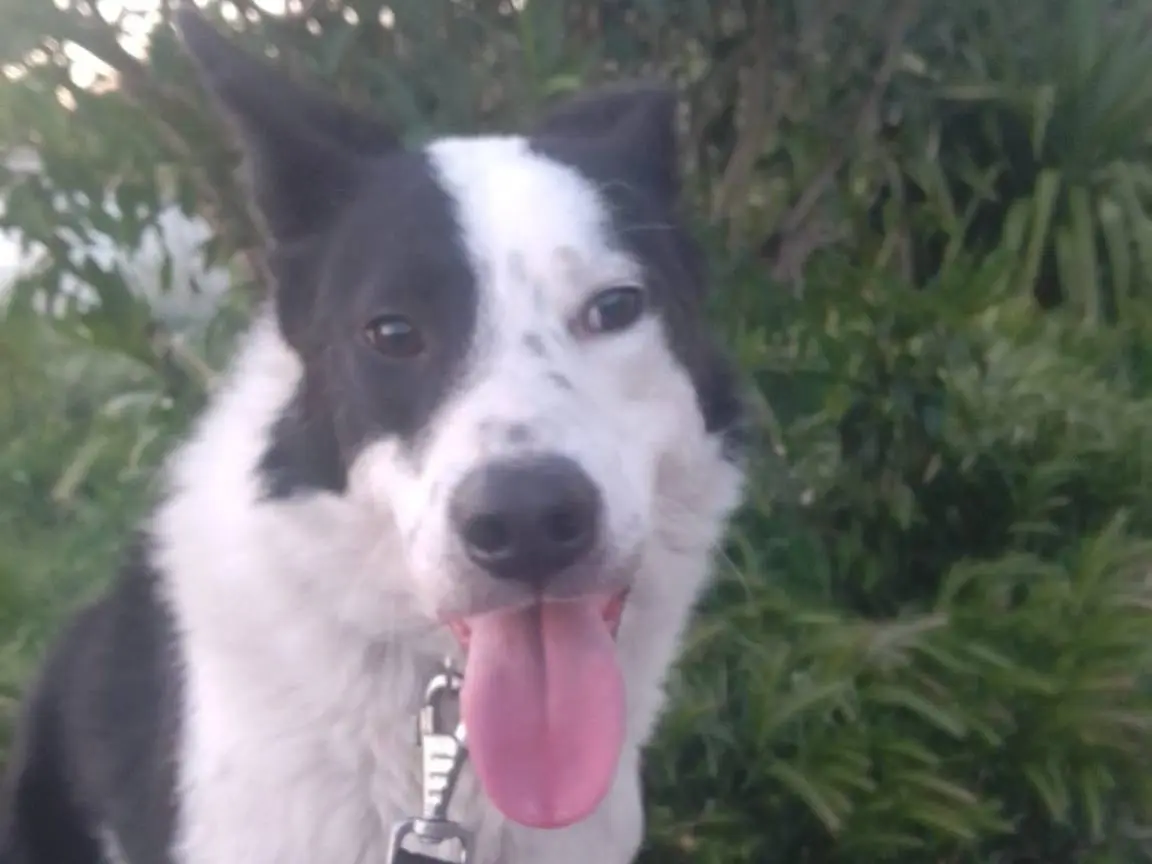 Adotta il cane GREGORY a Avellino