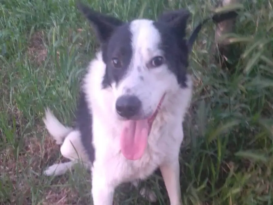 Adozione cane, maschio, Border Collie Razza sconosciuta, 2 anni e 7 mesi, taglia media, Avellino