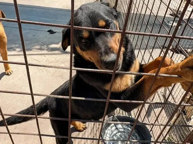 Adozione cane, maschio, Razza sconosciuta Razza sconosciuta, 3 anni e 4 mesi, taglia media, Siracusa