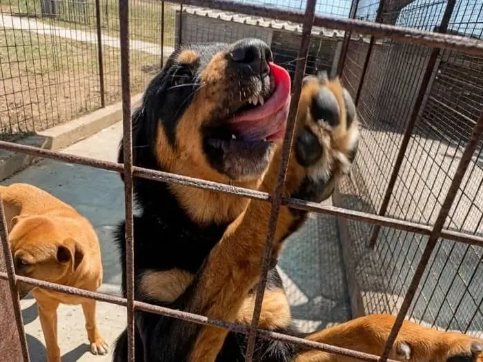 Adotta un cane, taglia media, maschio, Siracusa