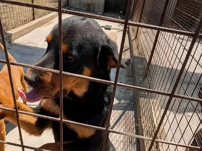 Adotta un cane, maschio, 3 anni e 4 mesi, Siracusa
