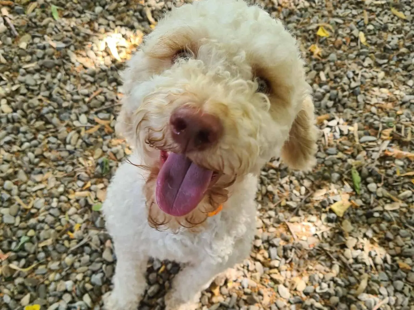 Adotta il cane ISOTTA a Firenze