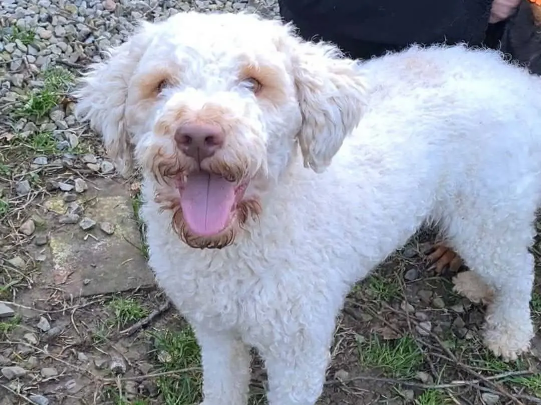 Adotta un cane, femmina, 3 anni e 1 mese, Firenze