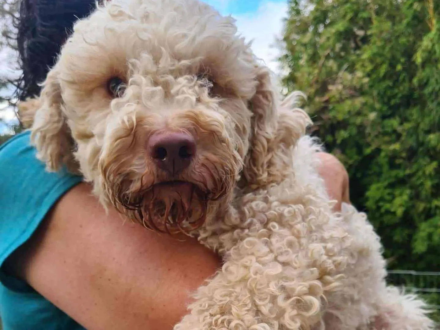 Adozione cane, femmina, Lagotto Razza sconosciuta, 3 anni e 1 mese, taglia media contenuta, Firenze
