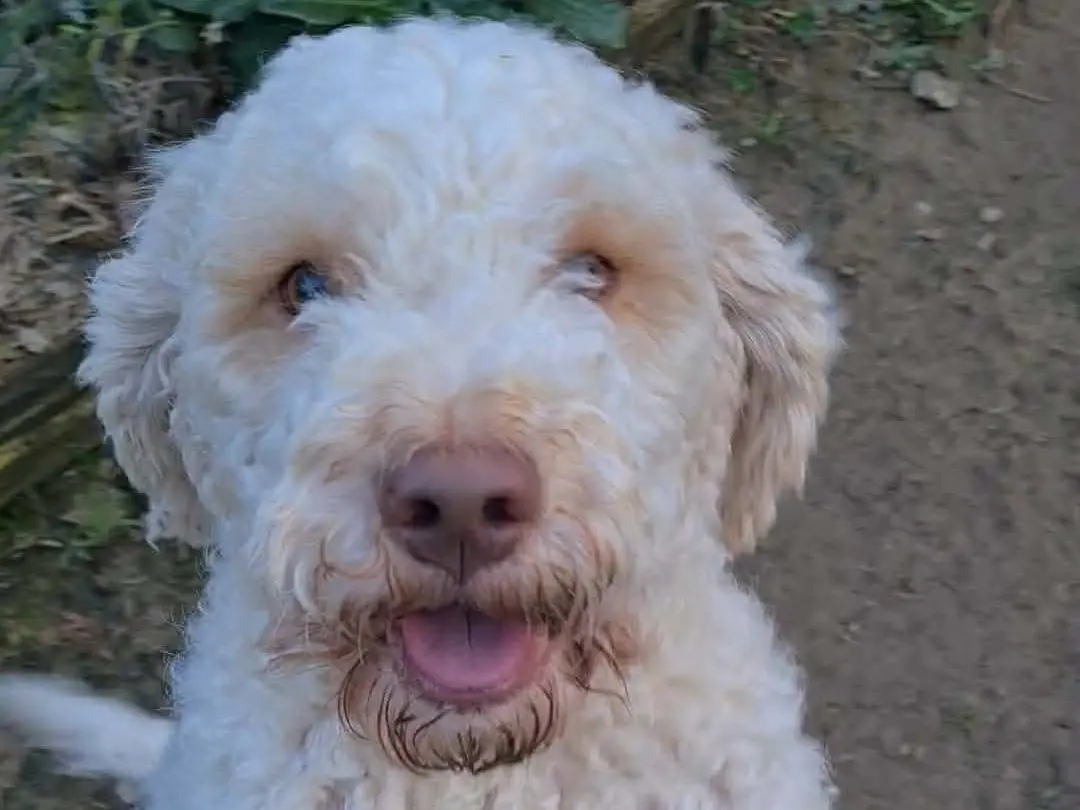 Adotta un cane, taglia media contenuta, femmina, Firenze