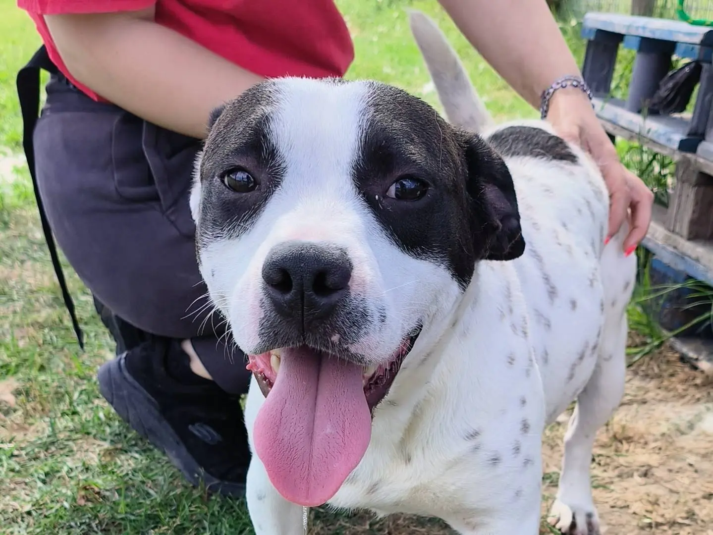 Adozione cane, femmina, Bull Terrier Razza sconosciuta, 1 anno e 2 mesi, taglia media, Latina