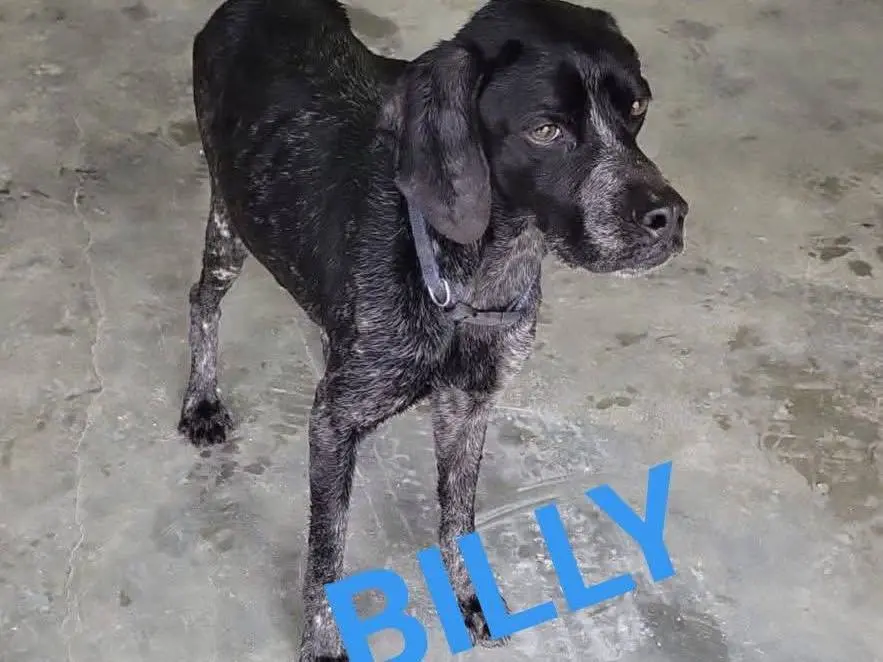 Adotta un cane, maschio, 2 anni e 6 mesi, Bari