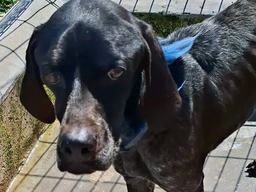 Adotta un cane, taglia media contenuta, maschio, Bari