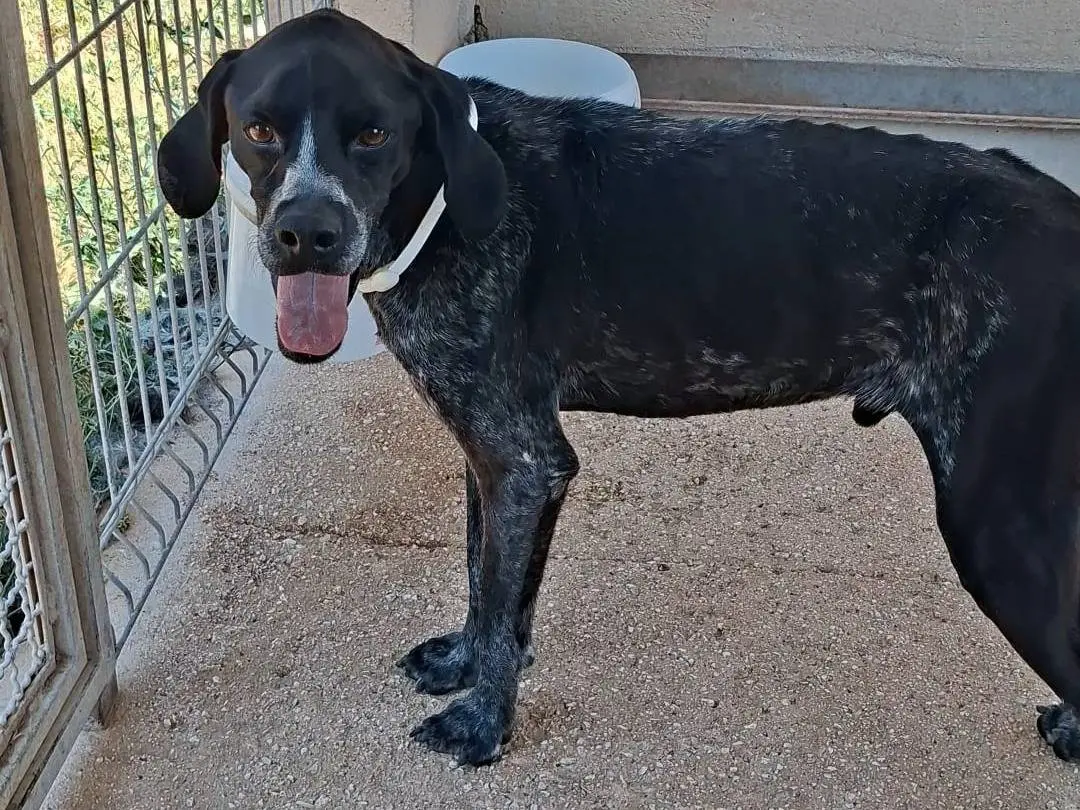 Adozione cane, maschio, Pointer Razza sconosciuta, 2 anni e 6 mesi, taglia media contenuta, Bari