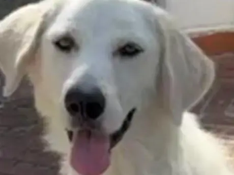 Adotta un cane, taglia media, femmina, Latina