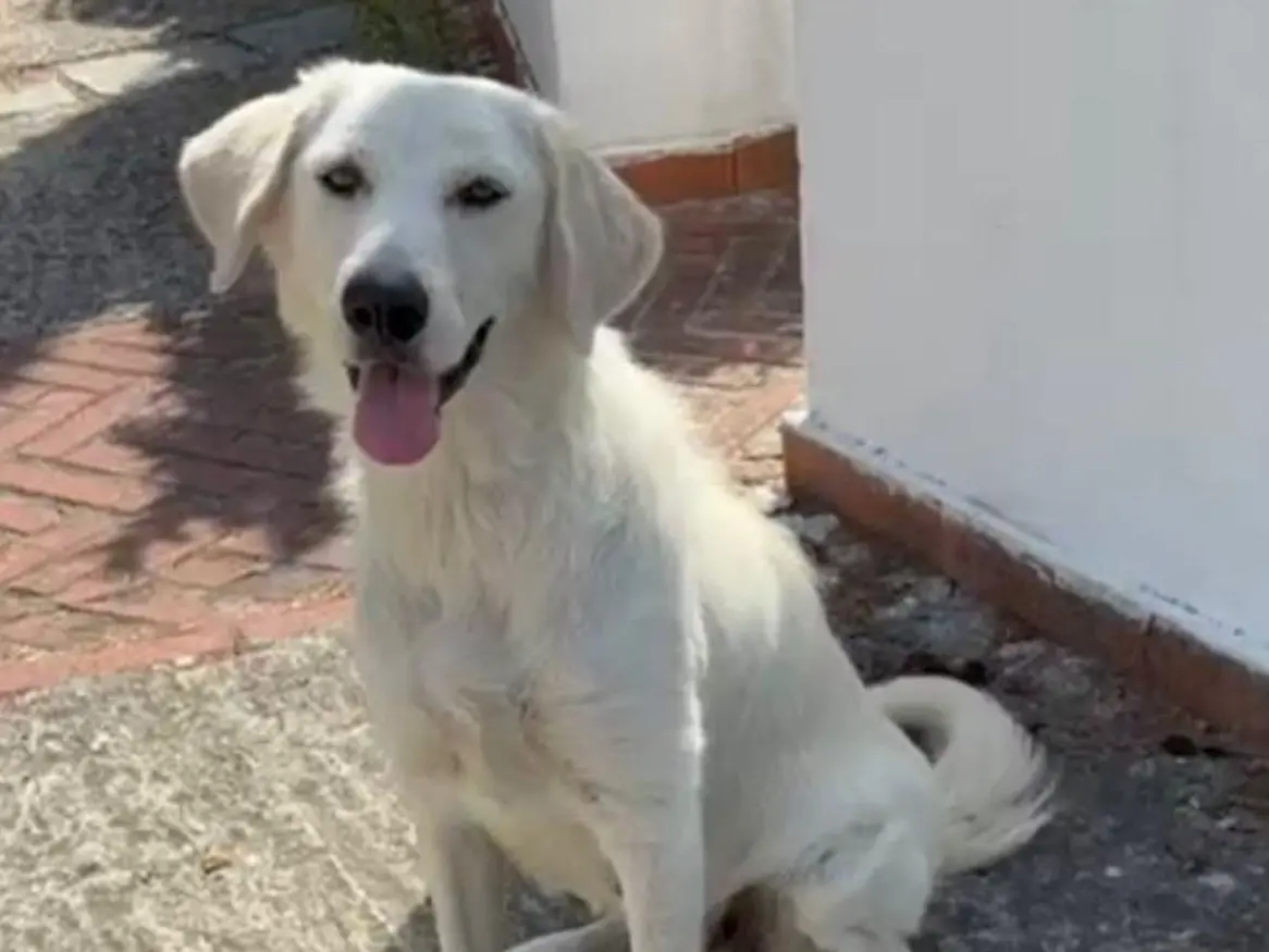 Adozione cane, femmina, Razza sconosciuta Razza sconosciuta, 3 anni e 2 mesi, taglia media, Latina