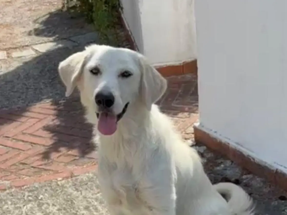 Adotta un cane, femmina, 3 anni e 2 mesi, Latina