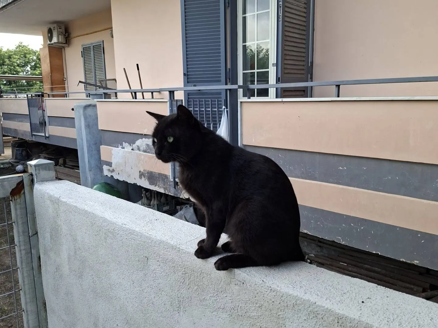 Adozione gatto, maschio, Razza sconosciuta Razza sconosciuta, 1 anno e 3 mesi, taglia non valida, Napoli