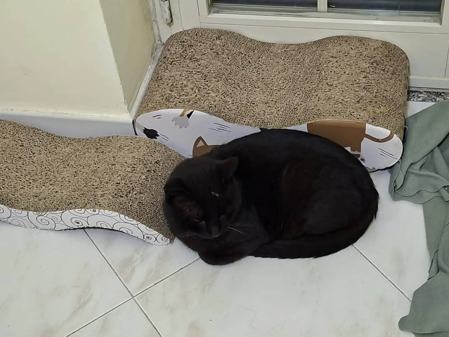 Adotta un gatto, maschio, 1 anno e 3 mesi, Napoli
