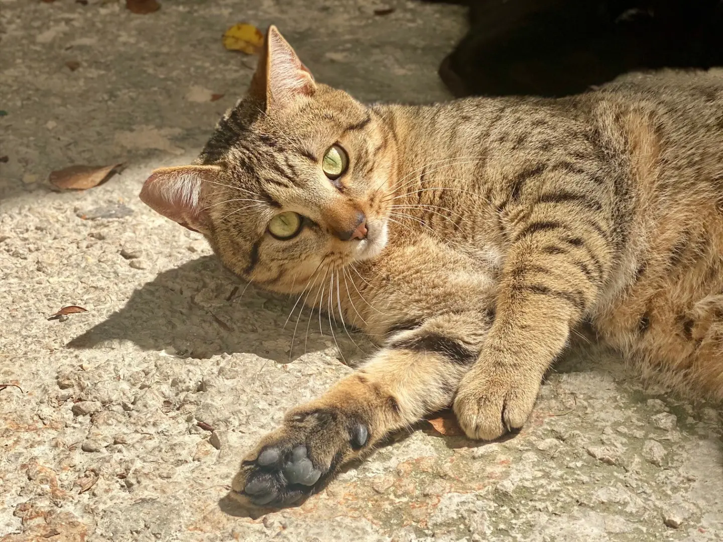 Foto 3 dell'animale