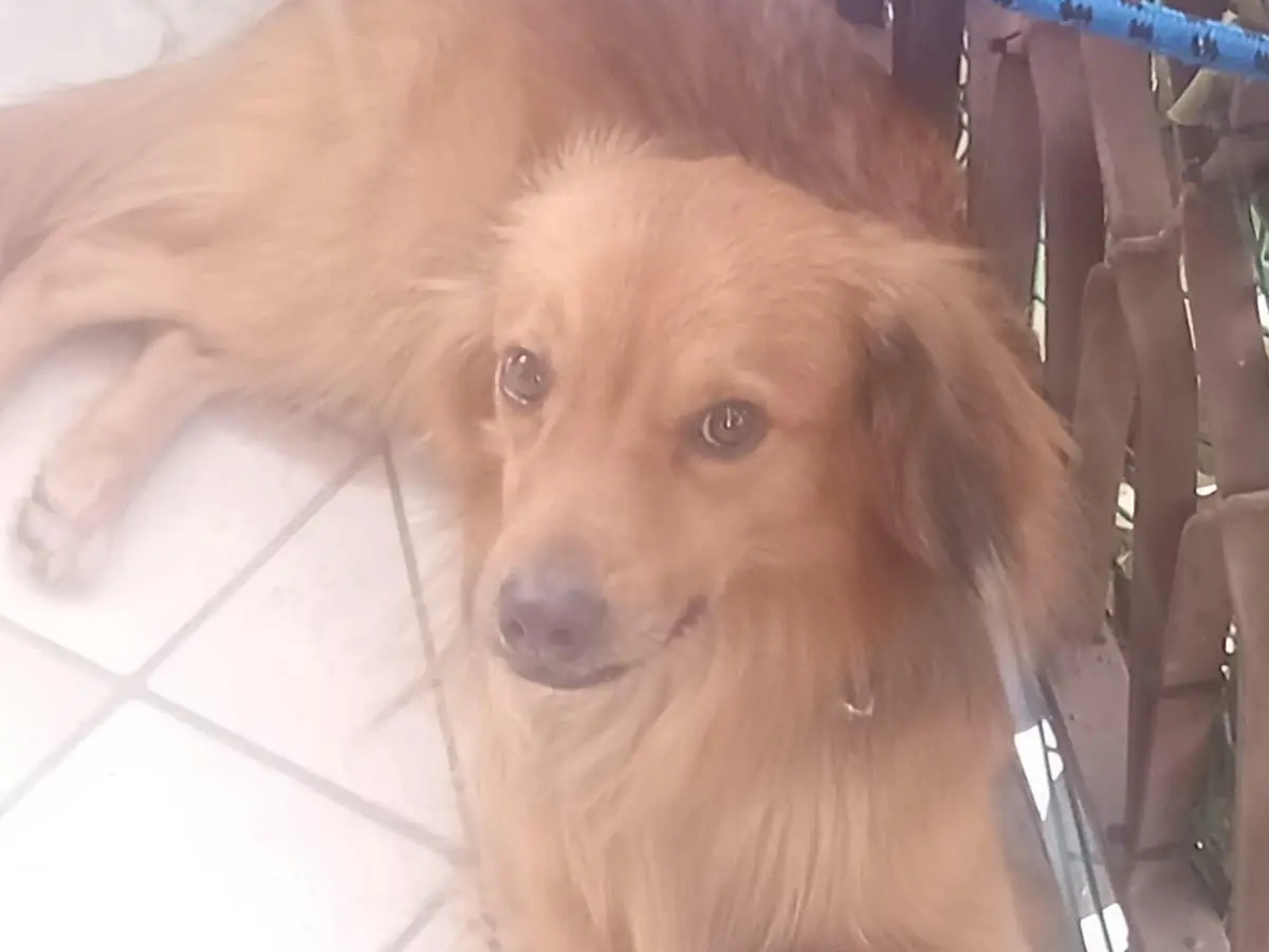 Adotta un cane, maschio, 3 anni e 1 mese, Caserta