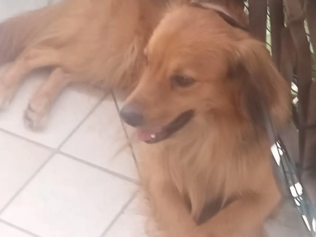 Adotta un cane, taglia piccola, maschio, Caserta