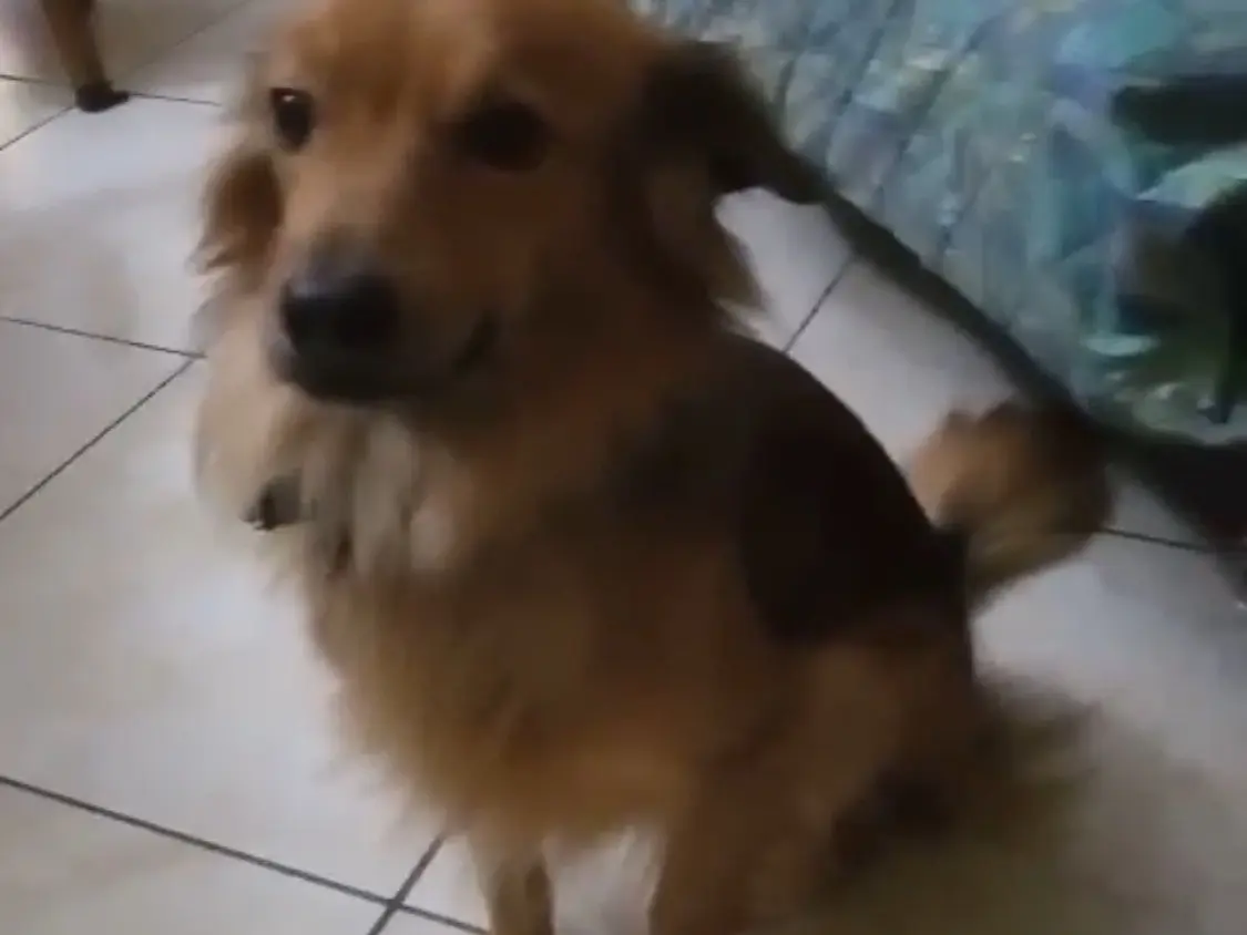 Adozione cane, maschio, Razza sconosciuta Razza sconosciuta, 3 anni e 1 mese, taglia piccola, Caserta