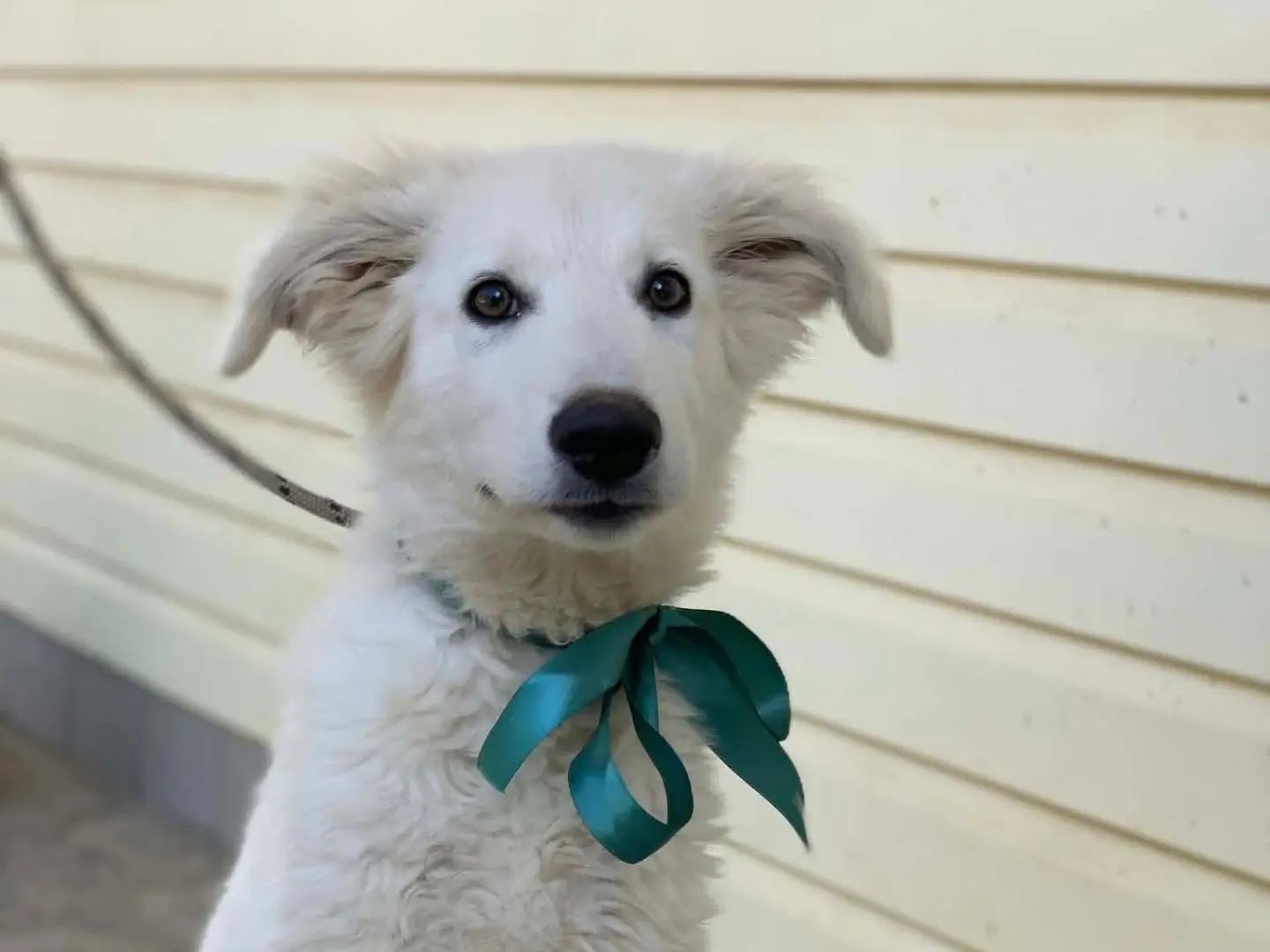 Adozione cane, maschio, Razza sconosciuta Razza sconosciuta, 4 mesi, taglia media contenuta, Latina
