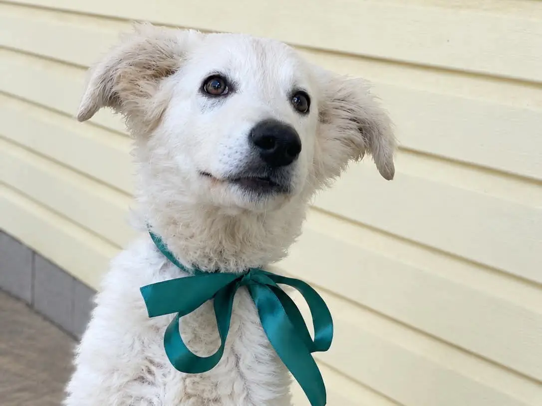 Vuoi adottare un cane a Latina?