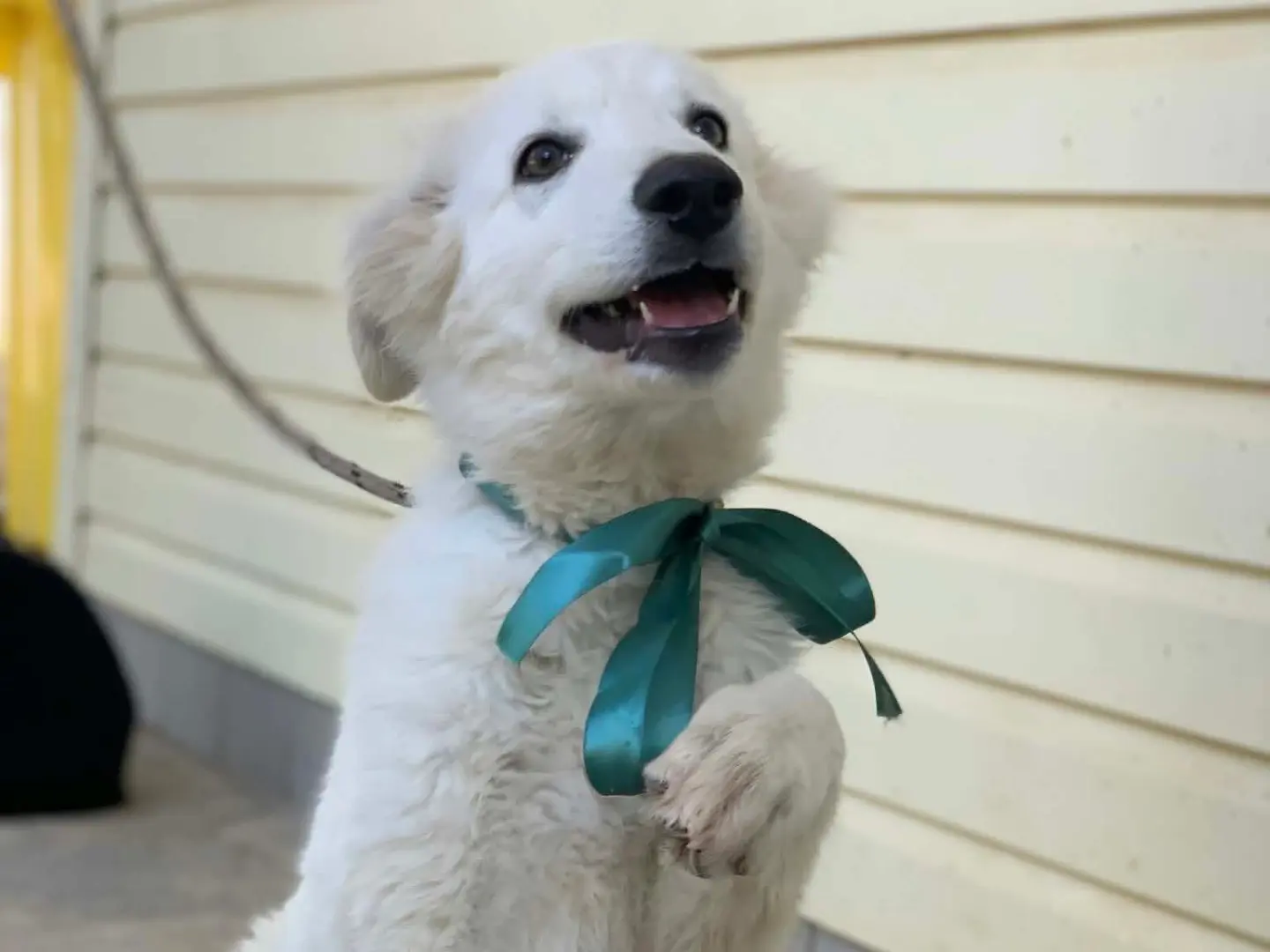 Adotta un cane, taglia media contenuta, maschio, Latina