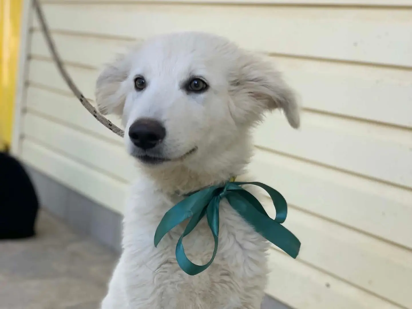 Adotta il cane Coccolino a Latina
