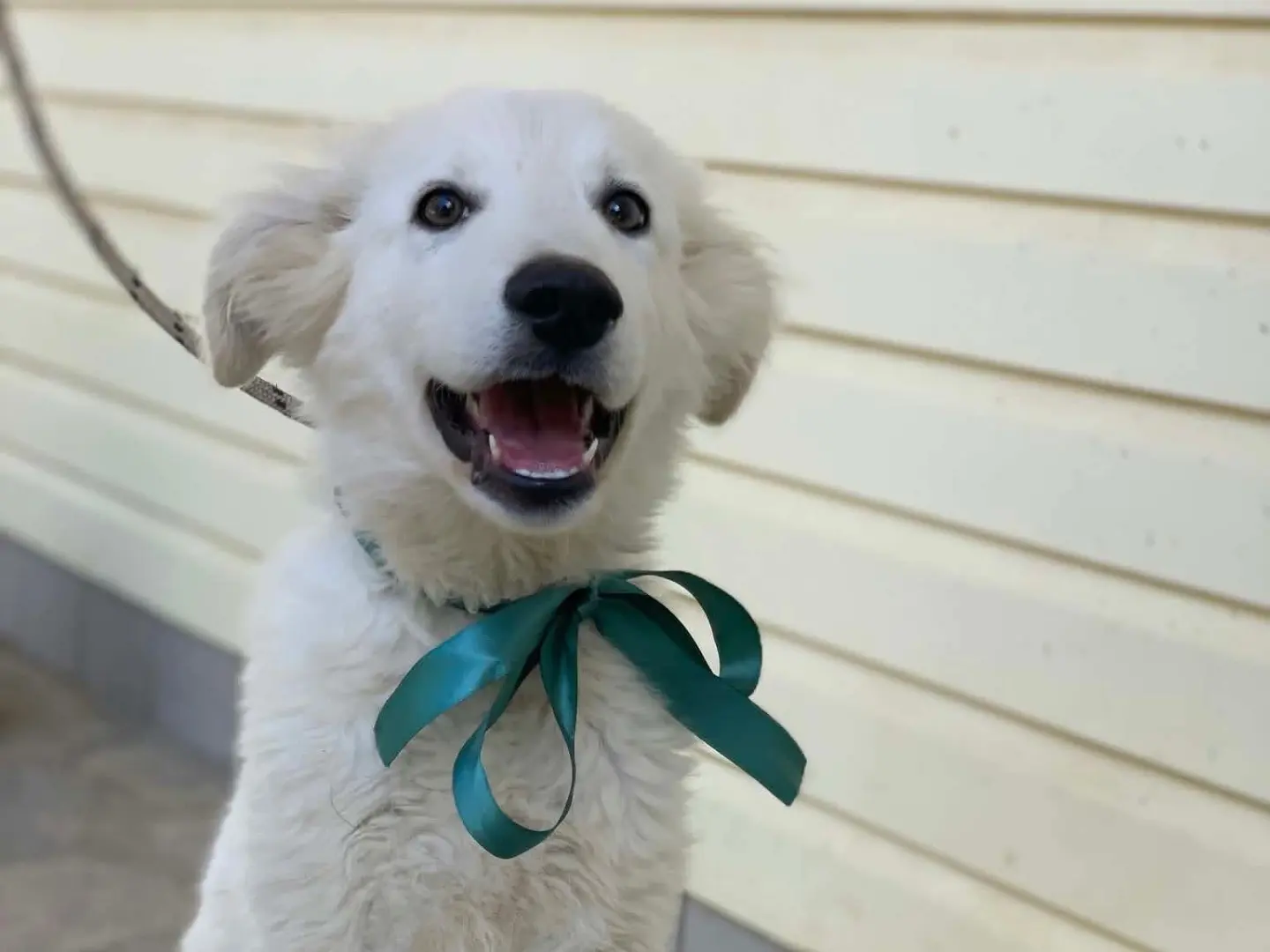 Adotta un cane, maschio, 4 mesi, Latina
