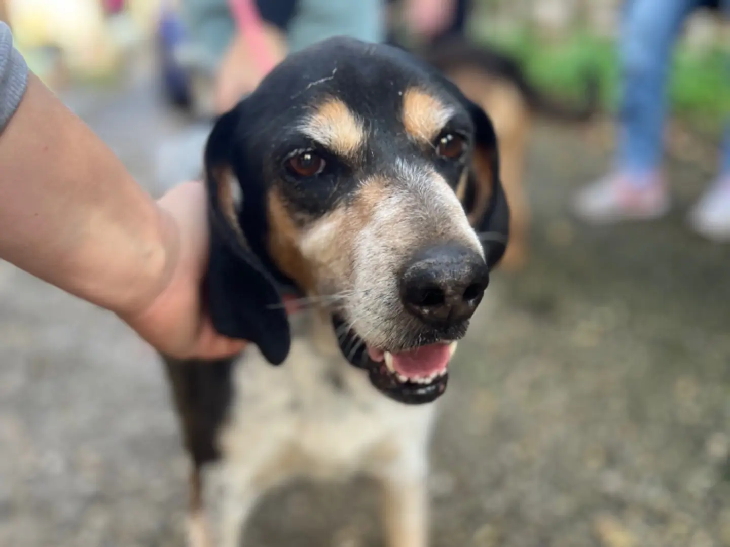 Adozione cane, maschio, Segugio, 9 anni e 8 mesi, taglia media, Roma