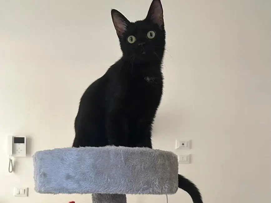 Vuoi adottare un gatto a Pescara?
