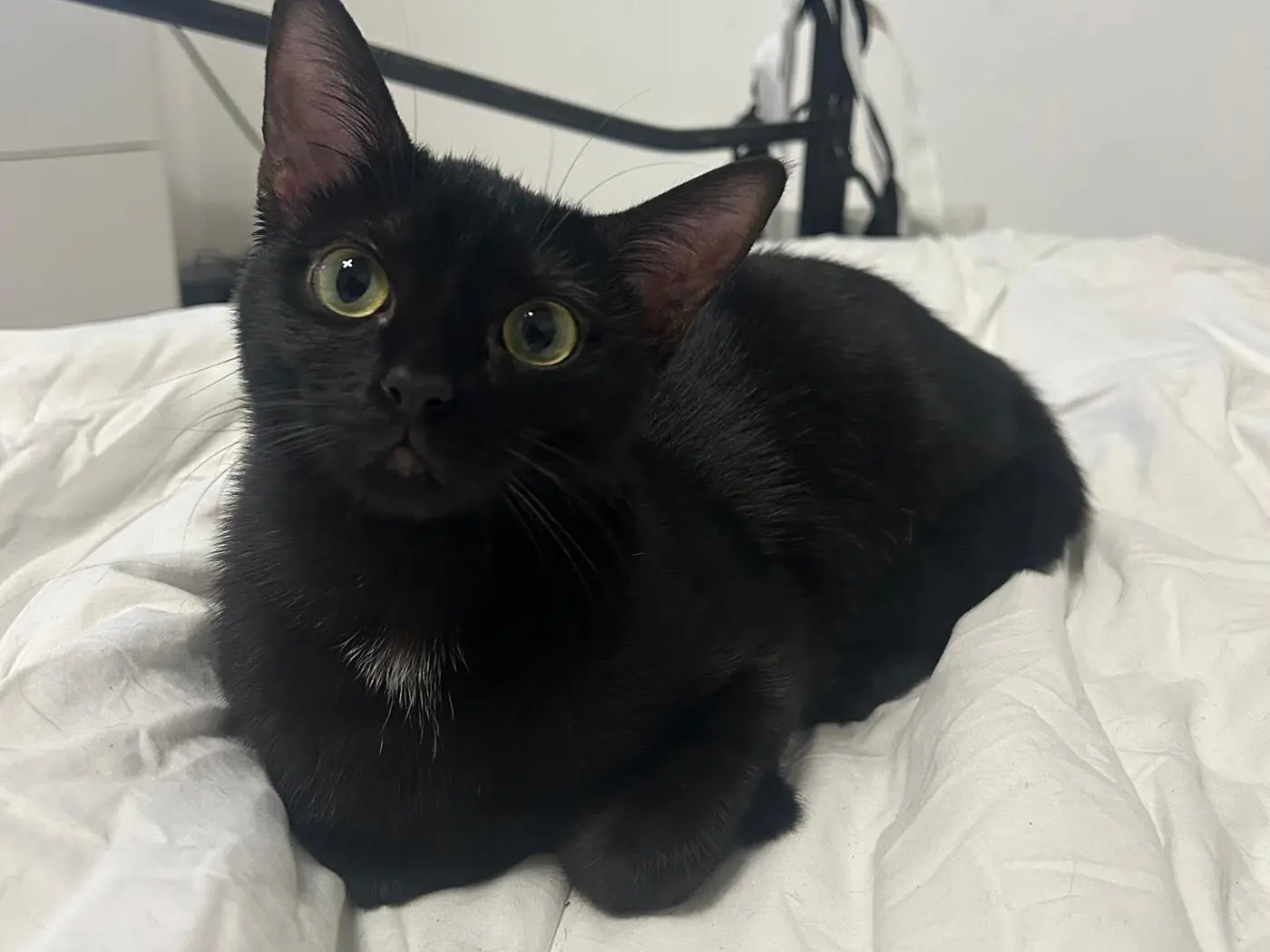 Adotta un gatto, femmina, 1 anno e 6 mesi, Pescara