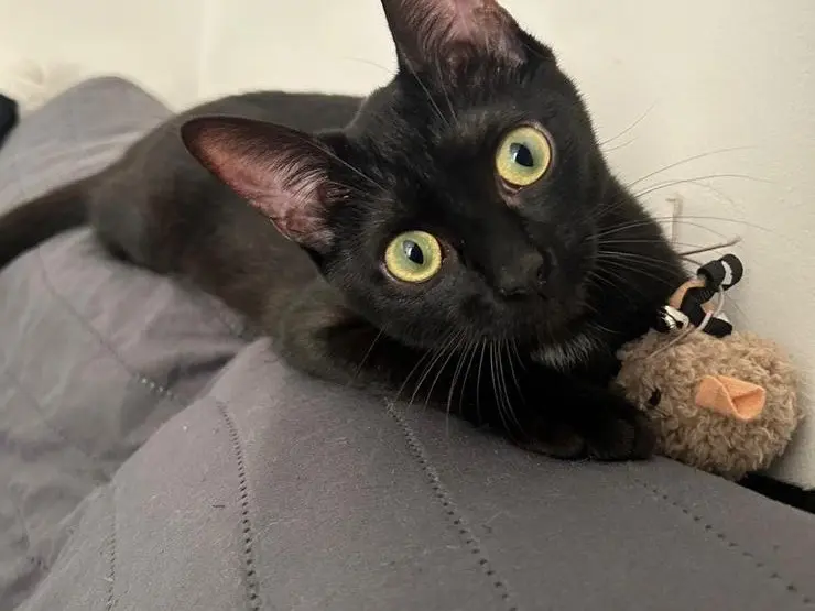 Adozione gatto, femmina, Razza sconosciuta Razza sconosciuta, 1 anno e 6 mesi, taglia non valida, Pescara