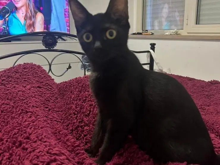 Adotta un gatto, taglia non valida, femmina, Pescara