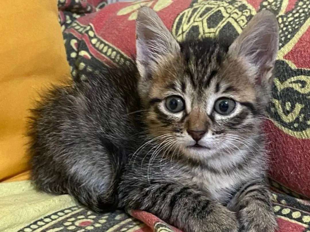 Adozione gatto, femmina, Razza sconosciuta Razza sconosciuta, 1 anno e 3 mesi, taglia non valida, Bologna